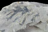 Graptolite Fossil - Rochester Shale, NY #68907-1